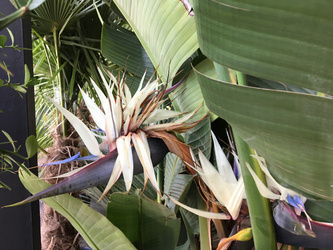 Strelicja biała (Strelitzia nicolai)