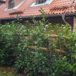 Laurowiśnia wschodnia Novita