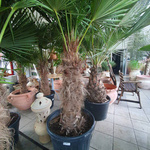Szorstkowiec Fortunego Trachycarpus fortunei 140-160 cm