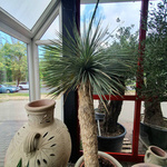 Juka rostrata (Yucca rostrata) 160 - 180 cm